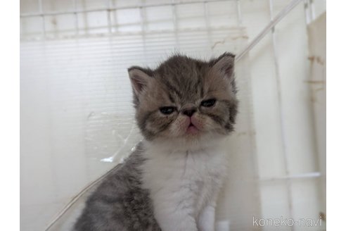 販売中の愛知県のエキゾチックショートヘア-114907の11枚目