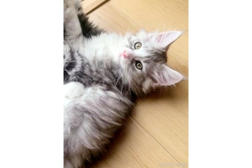 販売中の岡山県のメインクーン-114172の4枚目