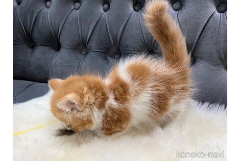 成約済の鹿児島県のミヌエット(短足)-111294の4枚目