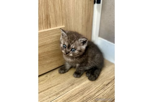 販売中の香川県のブリティッシュショートヘア-114447の2枚目