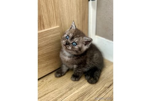 販売中の香川県のブリティッシュショートヘア-114447の3枚目