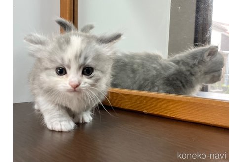 成約済の愛知県のミヌエット-113862の7枚目
