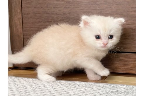 成約済の愛知県のミヌエット-113861の4枚目