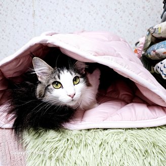 販売中の兵庫県のノルウェージャンフォレストキャット-95373の5枚目