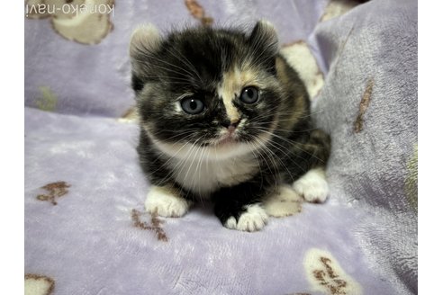 販売中の宮崎県のミックス-114946の3枚目