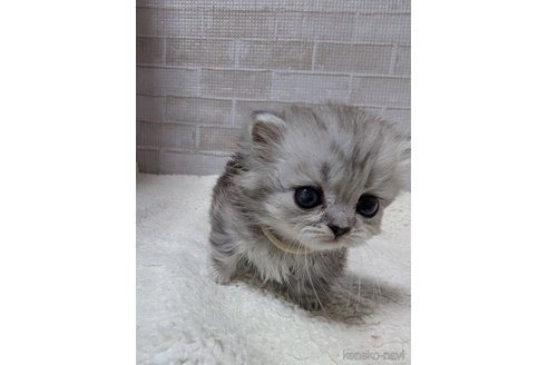 商談中の熊本県のマンチカン(短足)-114947の4枚目