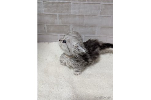 商談中の熊本県のマンチカン(短足)-114947の2枚目