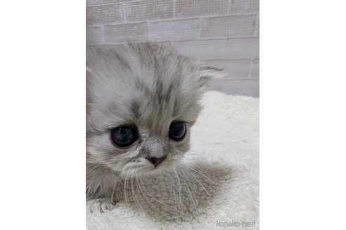 商談中の熊本県のマンチカン(短足)-114947の3枚目
