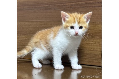 成約済の埼玉県のスコティッシュフォールド-112156の9枚目