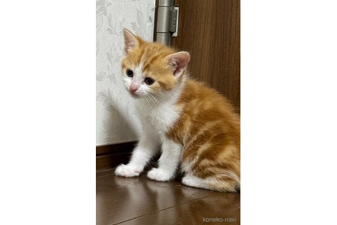 成約済の埼玉県のスコティッシュフォールド-112156の10枚目