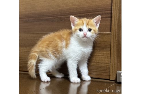 成約済の埼玉県のスコティッシュフォールド-112156の11枚目