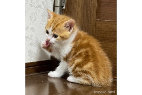 成約済の埼玉県のスコティッシュフォールド-112156の8枚目