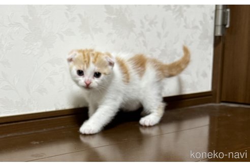 販売中の埼玉県のスコティッシュフォールド-112158の11枚目