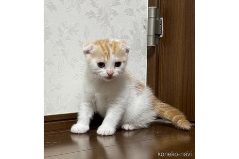 販売中の埼玉県のスコティッシュフォールド-112158の10枚目
