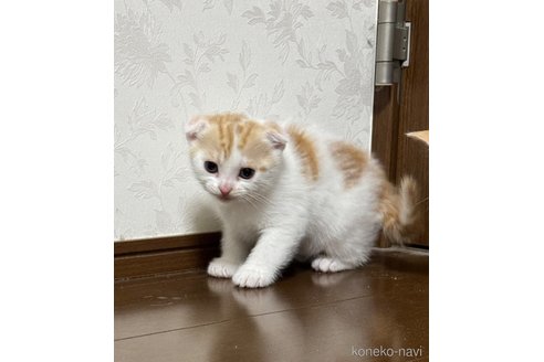 販売中の埼玉県のスコティッシュフォールド-112158の9枚目
