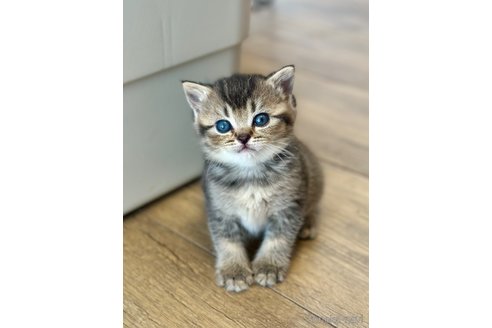 販売中の香川県のブリティッシュショートヘア-114448
