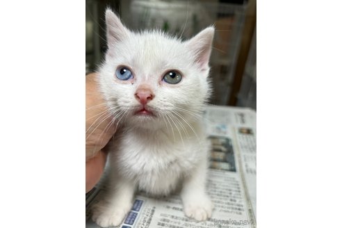 成約済の群馬県のスコティッシュフォールド-112928の3枚目