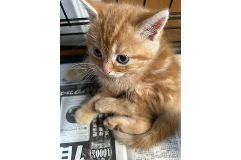 販売中の群馬県のスコティッシュフォールド-112927
