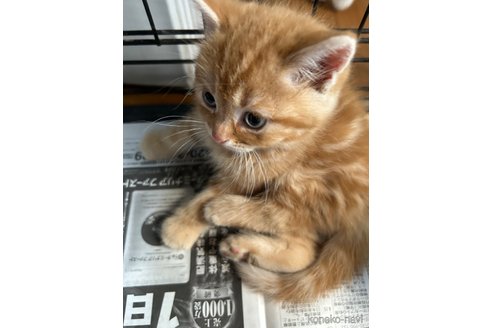 成約済の群馬県のスコティッシュフォールド-112927の2枚目