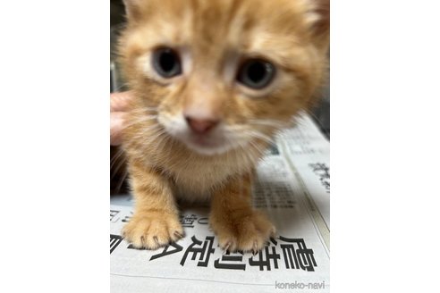 販売中の群馬県のスコティッシュフォールド-112929の4枚目