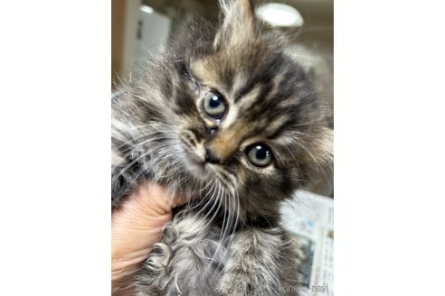 販売中の群馬県のスコティッシュフォールド-112925