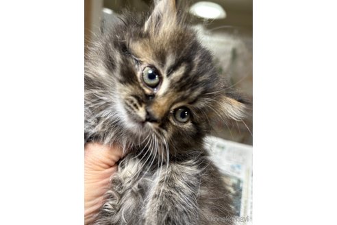 販売中の群馬県のスコティッシュフォールド-112925の2枚目