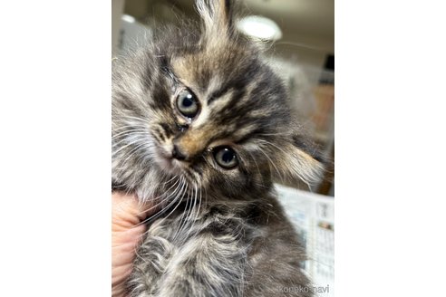 販売中の群馬県のスコティッシュフォールド-112925の4枚目