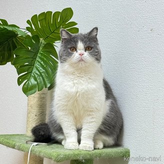 ののブリティッシュショートヘア-