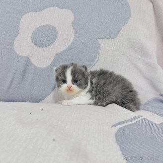 販売中の千葉県のブリティッシュショートヘア-114975の4枚目