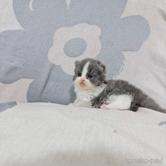 販売中の千葉県のブリティッシュショートヘア-114975の6枚目
