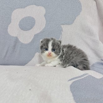 販売中の千葉県のブリティッシュショートヘア-114975の8枚目