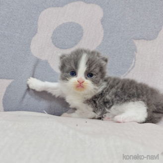 販売中の千葉県のブリティッシュショートヘア-114975の2枚目