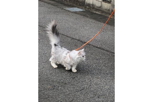 の愛知県の-