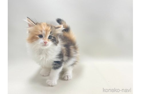 成約済の福岡県のノルウェージャンフォレストキャット-114990の5枚目