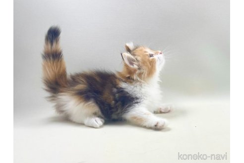 成約済の福岡県のノルウェージャンフォレストキャット-114990の4枚目