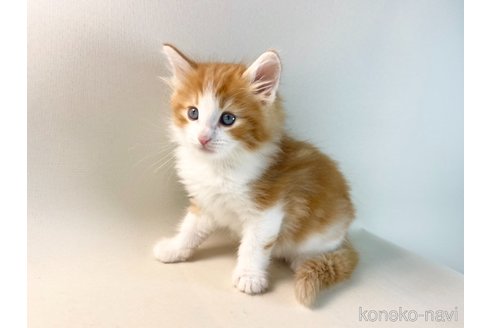 成約済の福岡県のノルウェージャンフォレストキャット-114992の12枚目
