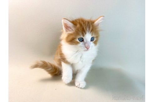 成約済の福岡県のノルウェージャンフォレストキャット-114992の7枚目