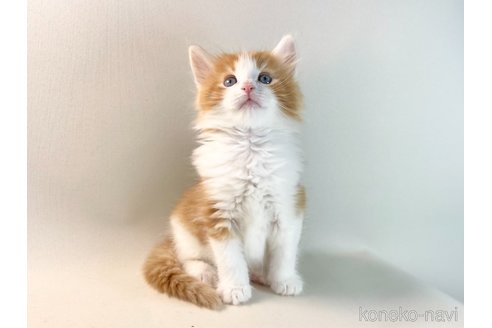 成約済の福岡県のノルウェージャンフォレストキャット-114992の6枚目