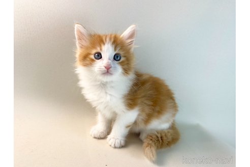 成約済の福岡県のノルウェージャンフォレストキャット-114992の9枚目