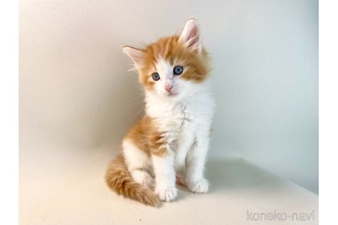 成約済の福岡県のノルウェージャンフォレストキャット-114992の2枚目