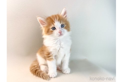 成約済の福岡県のノルウェージャンフォレストキャット-114992の10枚目
