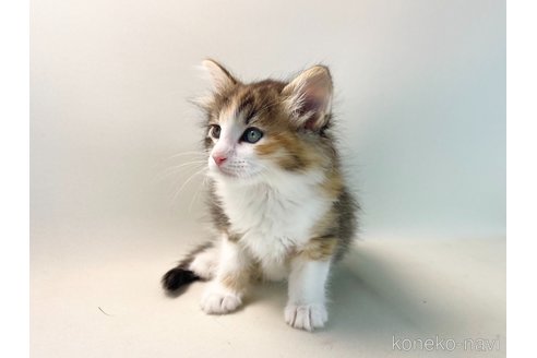 販売中の福岡県のノルウェージャンフォレストキャット-114995の7枚目
