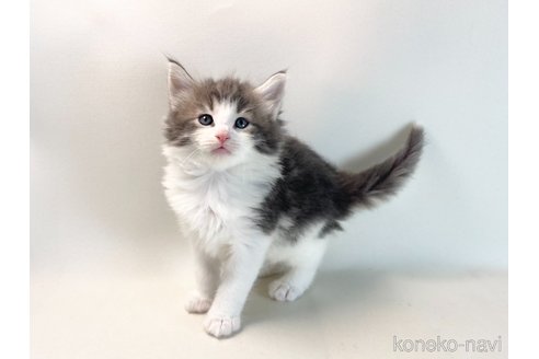 成約済の福岡県のノルウェージャンフォレストキャット-115002の10枚目
