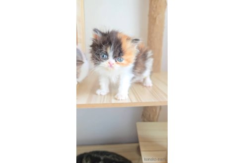 販売中の長野県のミヌエット-115017