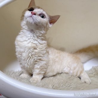 販売中の福岡県のミヌエット(短足)-109710の4枚目