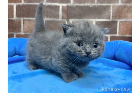 販売中の東京都のマンチカン(短足)-115038の9枚目