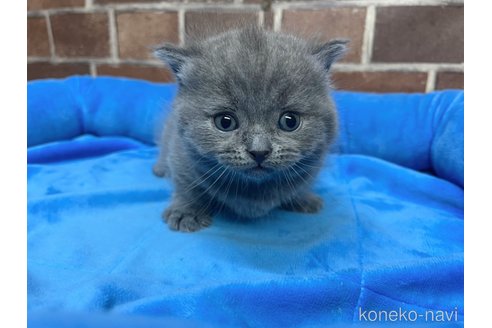 販売中の東京都のマンチカン(短足)-115038の4枚目