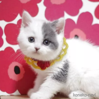 成約済の東京都のスコティッシュフォールド-115051の1枚目