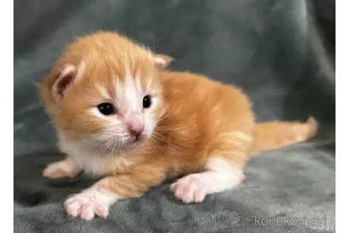 販売中の静岡県のノルウェージャンフォレストキャット-115058の4枚目