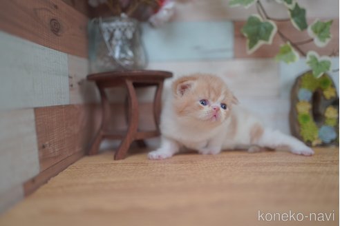 販売中の北海道のフォールデックス-115061の5枚目